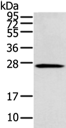 Rabbit Polyclonal Antibody to SENP8