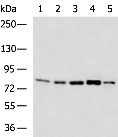 Rabbit Polyclonal Antibody to SENP5
