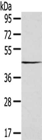 Rabbit Polyclonal Antibody to SEPTIN2