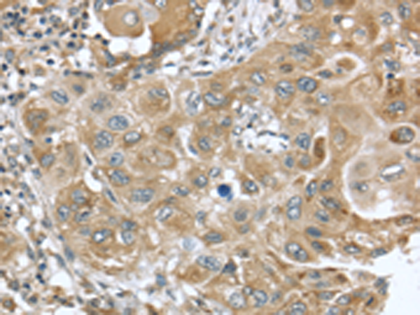 Rabbit Polyclonal Antibody to DNAJA3