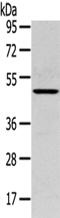 Rabbit Polyclonal Antibody to SERPINB11