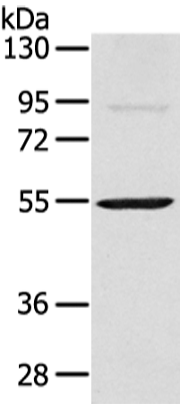 Rabbit Polyclonal Antibody to SESN3