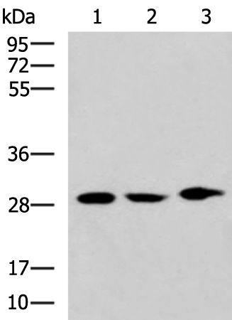 Rabbit Polyclonal Antibody to SIAH1