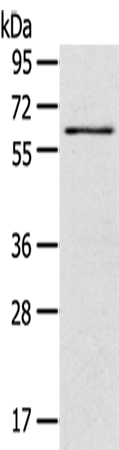 Rabbit Polyclonal Antibody to SIGLEC12