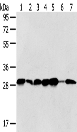 Rabbit Polyclonal Antibody to SRPRB