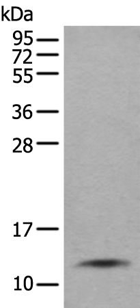 Rabbit Polyclonal Antibody to SLPI