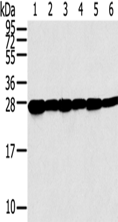 Rabbit Polyclonal Antibody to SNAP23