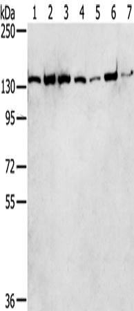 Rabbit Polyclonal Antibody to SMARCA5