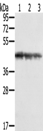 Rabbit Polyclonal Antibody to SMARCB1