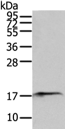 Rabbit Polyclonal Antibody to SNX12