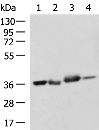 Rabbit Polyclonal Antibody to SPRY2