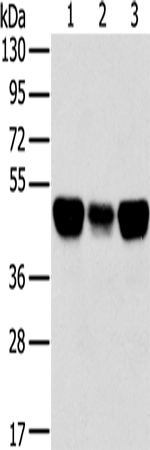 Rabbit Polyclonal Antibody to TRIM21