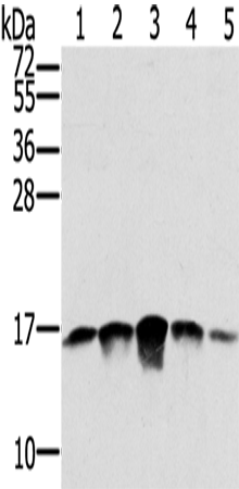 Rabbit Polyclonal Antibody to SSBP1