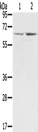 Rabbit Polyclonal Antibody to STXBP1