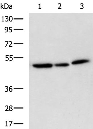 Rabbit Polyclonal Antibody to SURF6