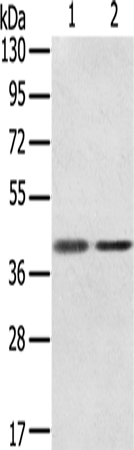 Rabbit Polyclonal Antibody to STX18