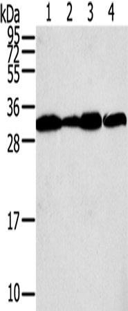 Rabbit Polyclonal Antibody to STX10