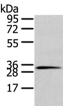 Rabbit Polyclonal Antibody to STX19