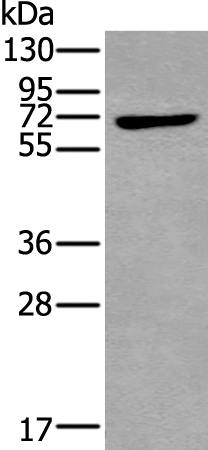 Rabbit Polyclonal Antibody to MAP3K7