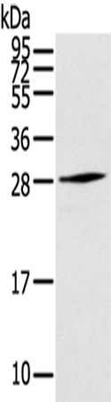 Rabbit Polyclonal Antibody to THYN1