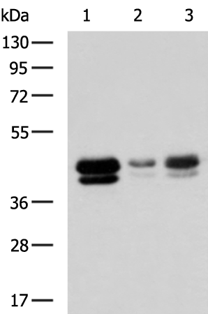 Rabbit Polyclonal Antibody to TIA1
