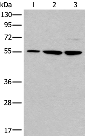 Rabbit Polyclonal Antibody to TRIM27