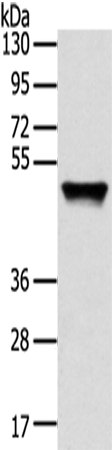 Rabbit Polyclonal Antibody to TRIM14