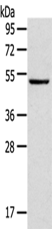 Rabbit Polyclonal Antibody to TRIM49