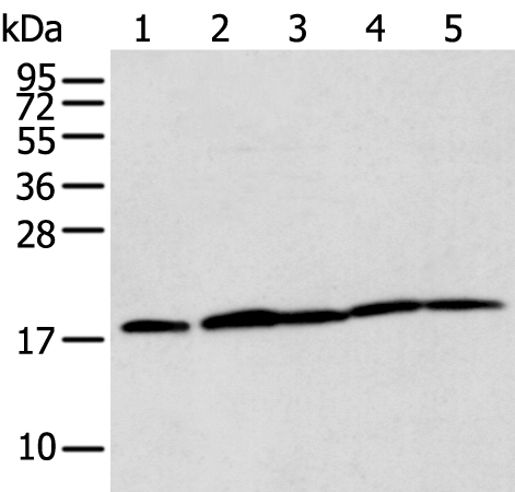 Rabbit Polyclonal Antibody to TIMM17A