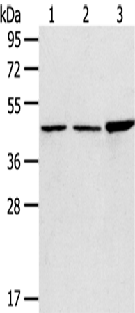 Rabbit Polyclonal Antibody to PLIN3