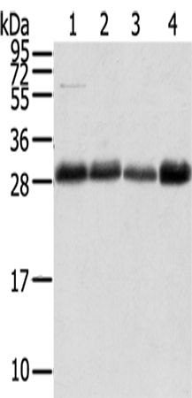 Rabbit Polyclonal Antibody to TMED1