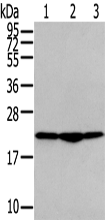 Rabbit Polyclonal Antibody to TMED2