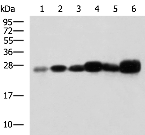 Rabbit Polyclonal Antibody to TMED4