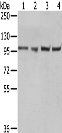Rabbit Polyclonal Antibody to TPX2