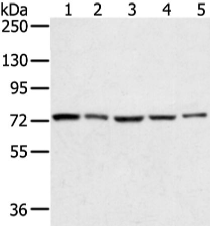 Rabbit Polyclonal Antibody to TGM4