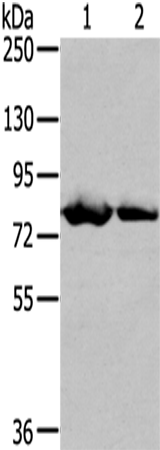 Rabbit Polyclonal Antibody to TGM5