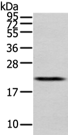 Rabbit Polyclonal Antibody to MED28