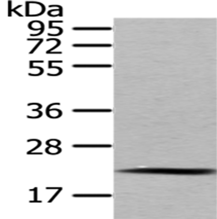Rabbit Polyclonal Antibody to MED18