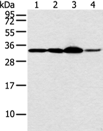 Rabbit Polyclonal Antibody to MED6