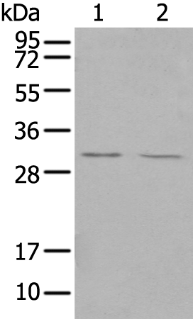 Rabbit Polyclonal Antibody to TREM1
