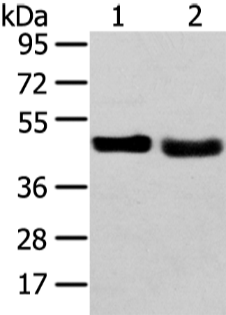 Rabbit Polyclonal Antibody to TRIB2