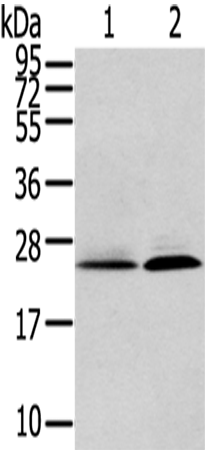 Rabbit Polyclonal Antibody to ITPA