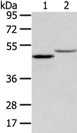 Rabbit Polyclonal Antibody to TTC23