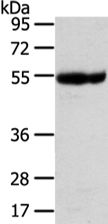 Rabbit Polyclonal Antibody to UBAP1