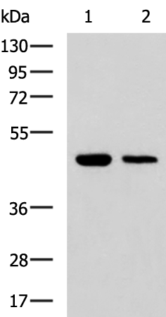 Rabbit Polyclonal Antibody to UBL7