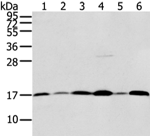 Rabbit Polyclonal Antibody to UBL4A
