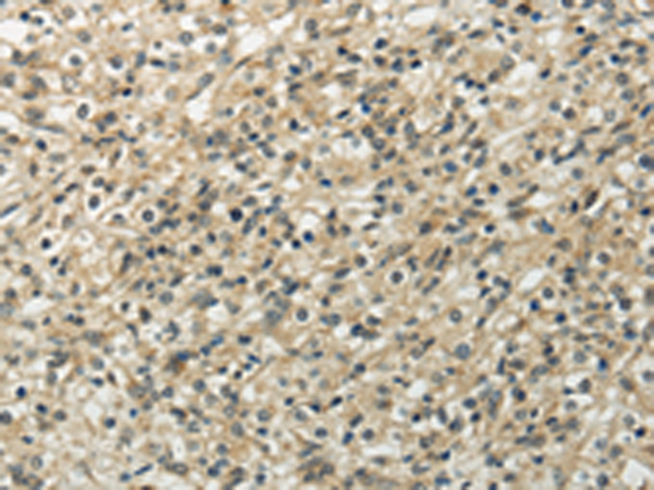 Rabbit Polyclonal Antibody to UBL4B