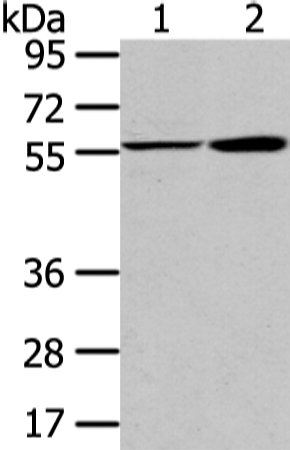Rabbit Polyclonal Antibody to PPP5C