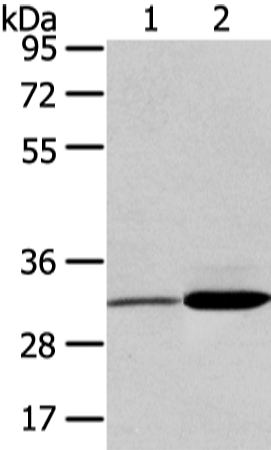 Rabbit Polyclonal Antibody to SDCBP