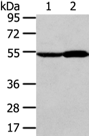 Rabbit Polyclonal Antibody to ALDH3A2